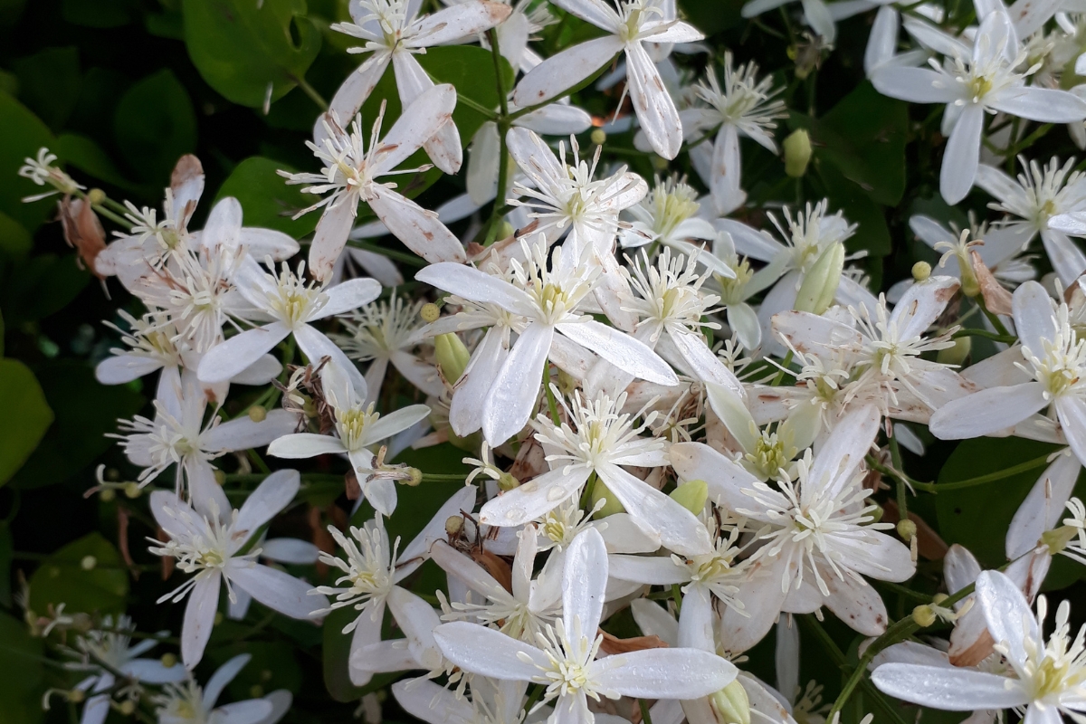 Clematis Armandii