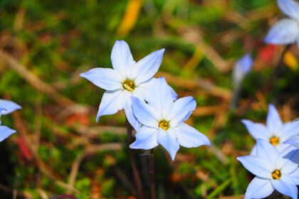 L'Ipheion Uniflorum